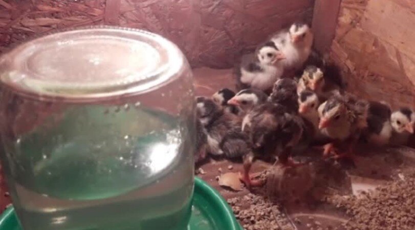 Цесарка - одна из разновидность птиц, которую можно держать в подсобном хозяйстве. Птица интеллигентная, пугливая, очень красивая.-3