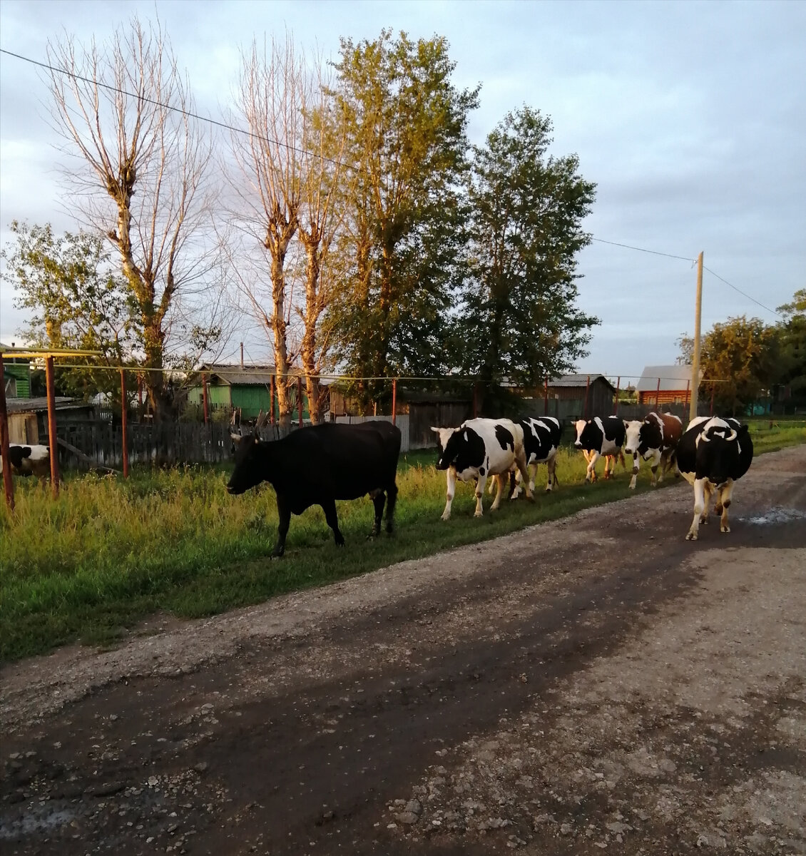 Коровки нашего села. Фото автора