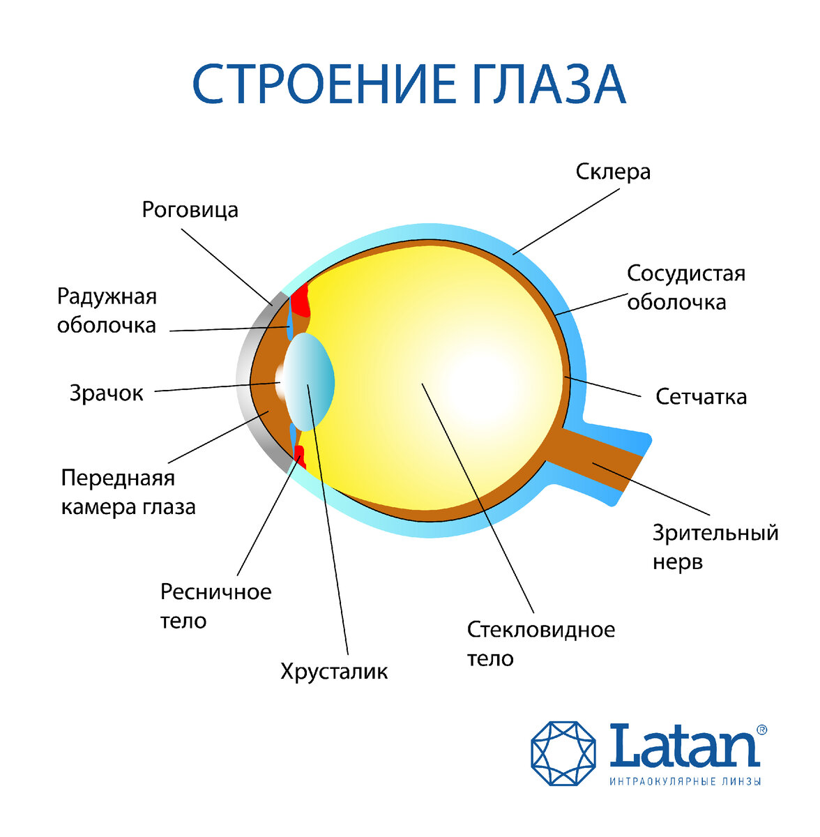 Хрусталик здорового глаза человека по форме похож. Строение глаза. Хрусталик глаза анатомия. Структура глаза. Строение глаза рисунок.