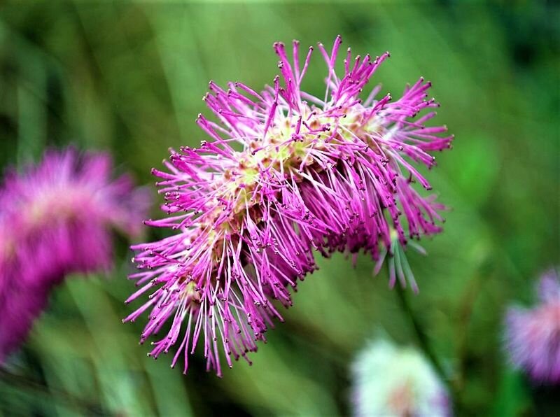 Листайте галерею. Фото с сайта: https://goo.su/iYzLor3