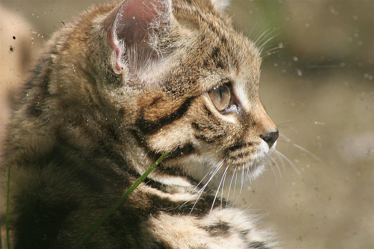 Муравьиный тигр - самая смертоносная кошка в мире | КотоДзен | BarsyCat |  Дзен