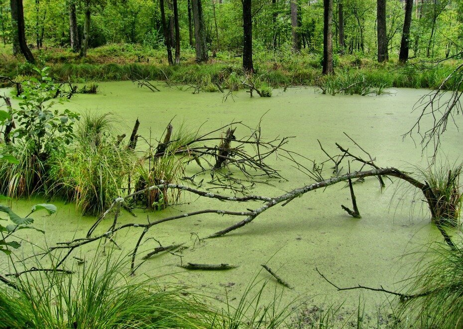 Как называется заросшее болото. Протовское болото. Болото трясина Топь. Моденовское болото.