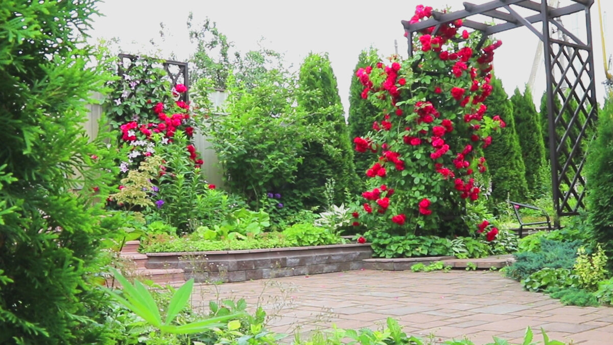 Цветение розы Фламентанц 