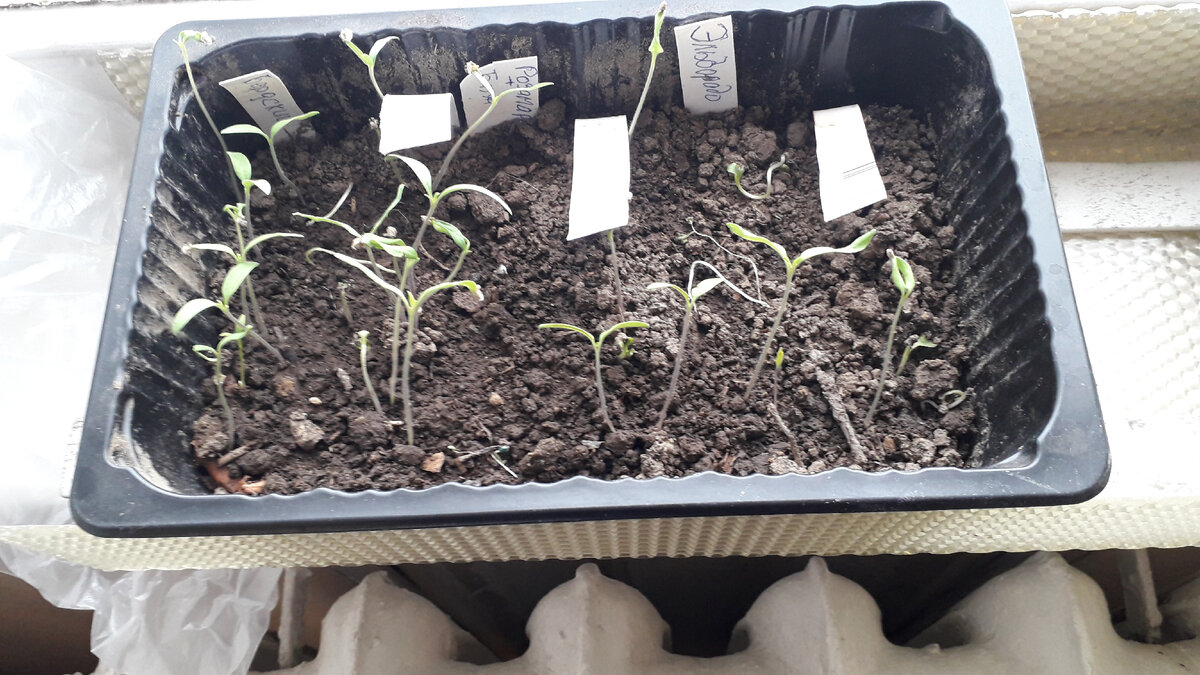 Фото  контейнера с рассадой в плафоне светильника на подоконнике.