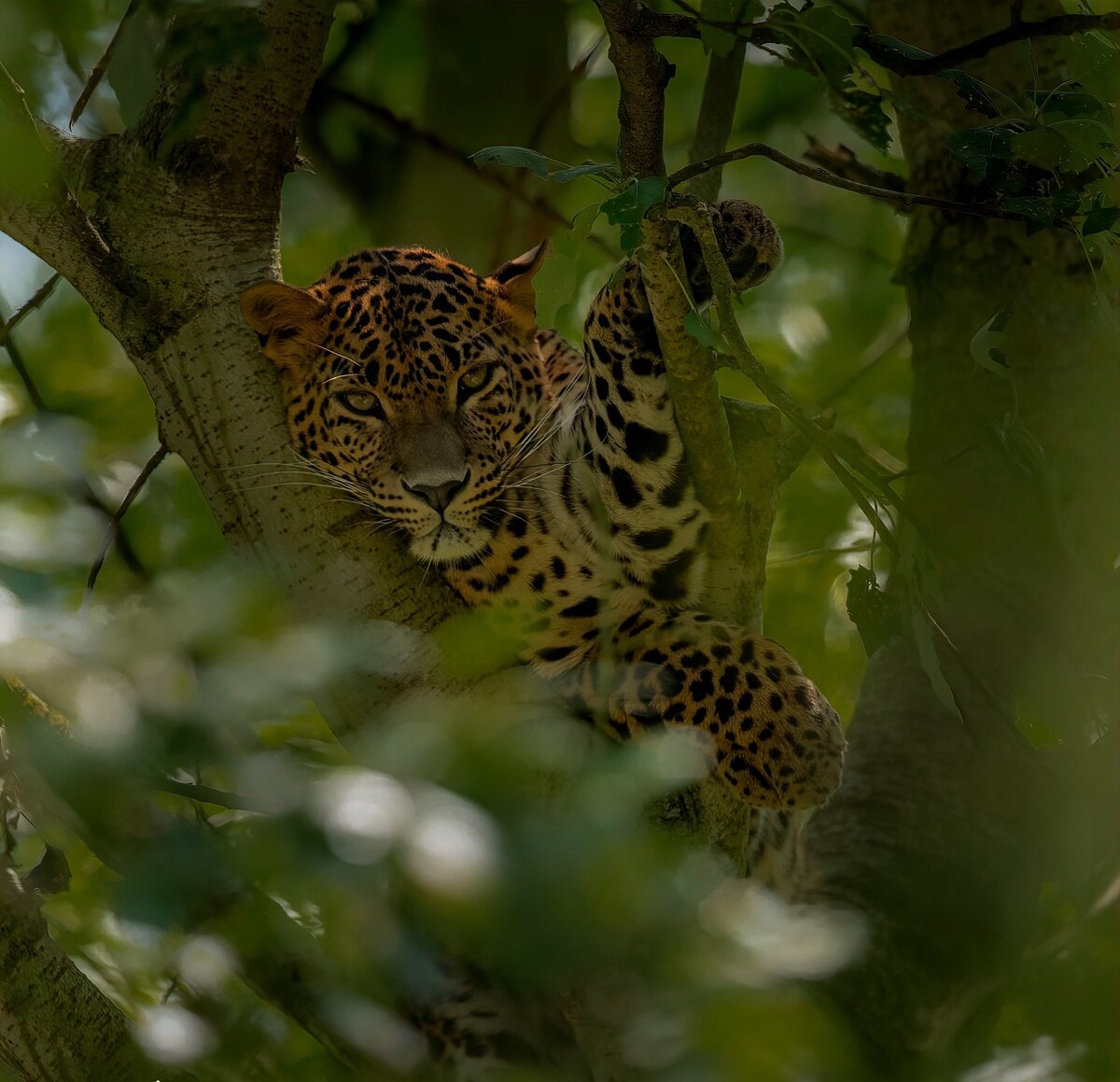 Данный подвид обитает только на острове Шри-Ланка, и является главным хищником острова. Распространен по всему острову — не только в пределах заповедников.