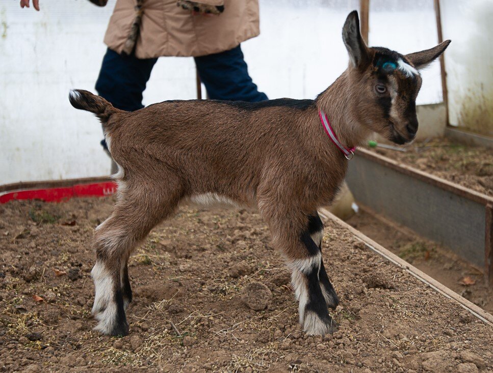 Эппл обрадовала нас двумя дочками