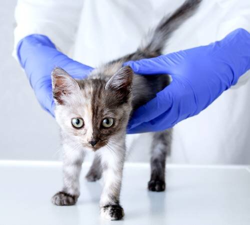 Биохимический анализ крови кошки - что означают его показатели | Лапа  помощи | Дзен