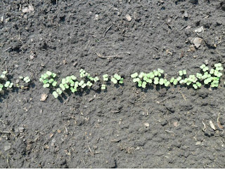 1 июля, всходы брюквы