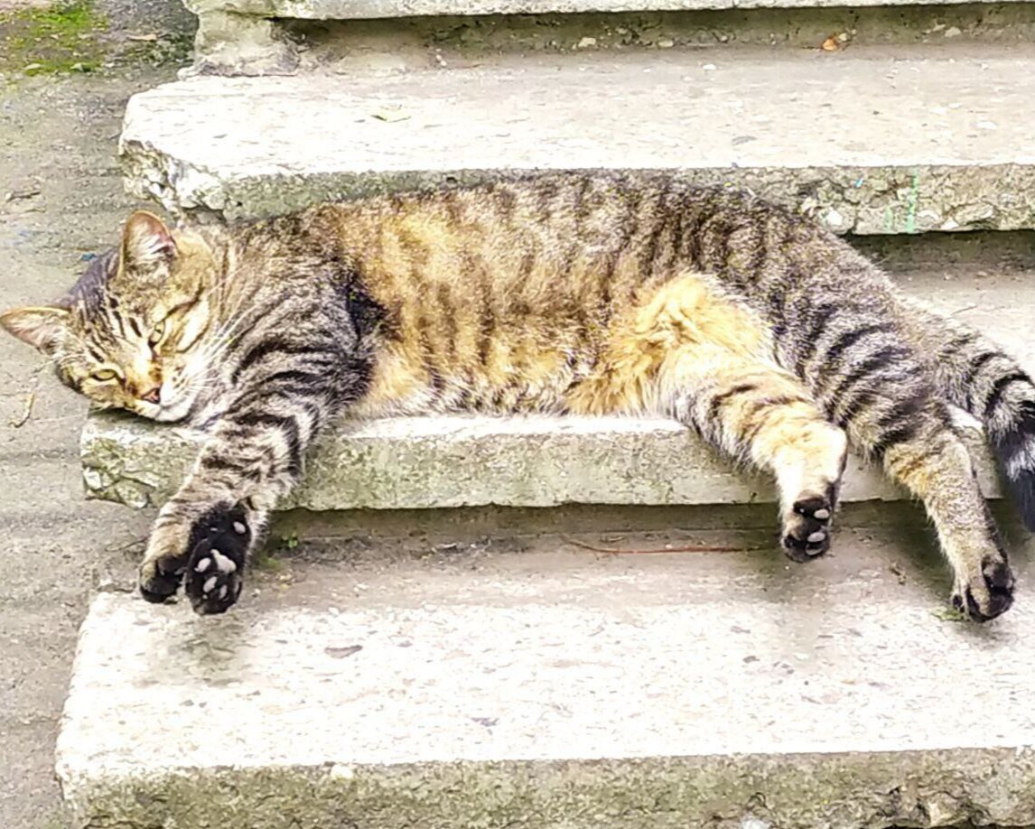 Кто знает, может и этот усатый-полосатый на самом деле потусторонняя сущность? 