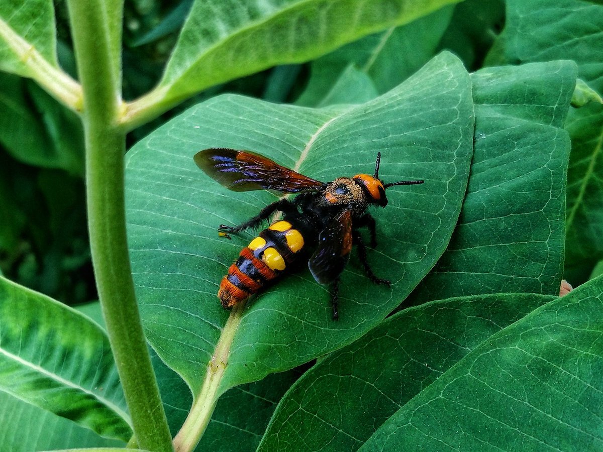 Оса-сколия.