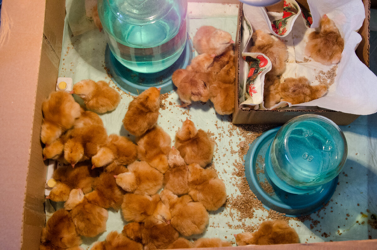 Первая партия цыплят хайсекс браун