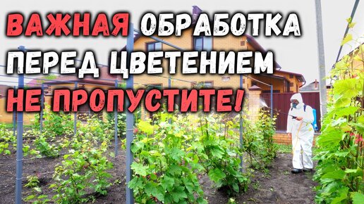 Важная обработка перед цветением, не пропустите!