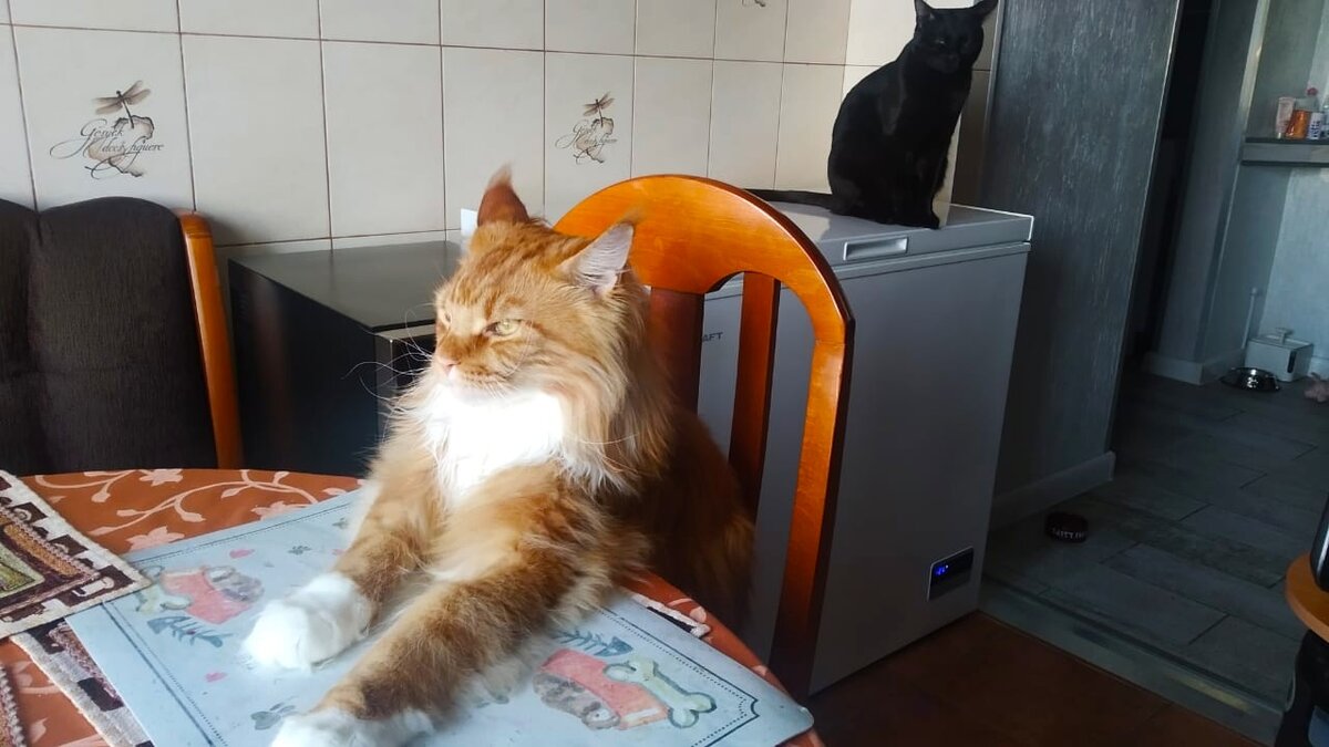 Мейн кун Степа.