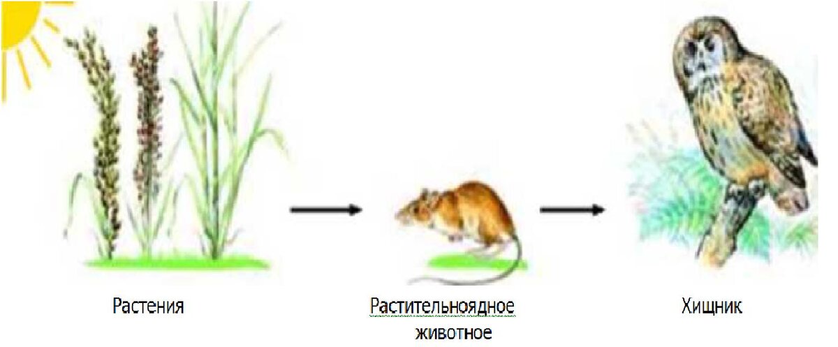 Схема показывающая последствия уничтожения одного конкретного вида растений или животных