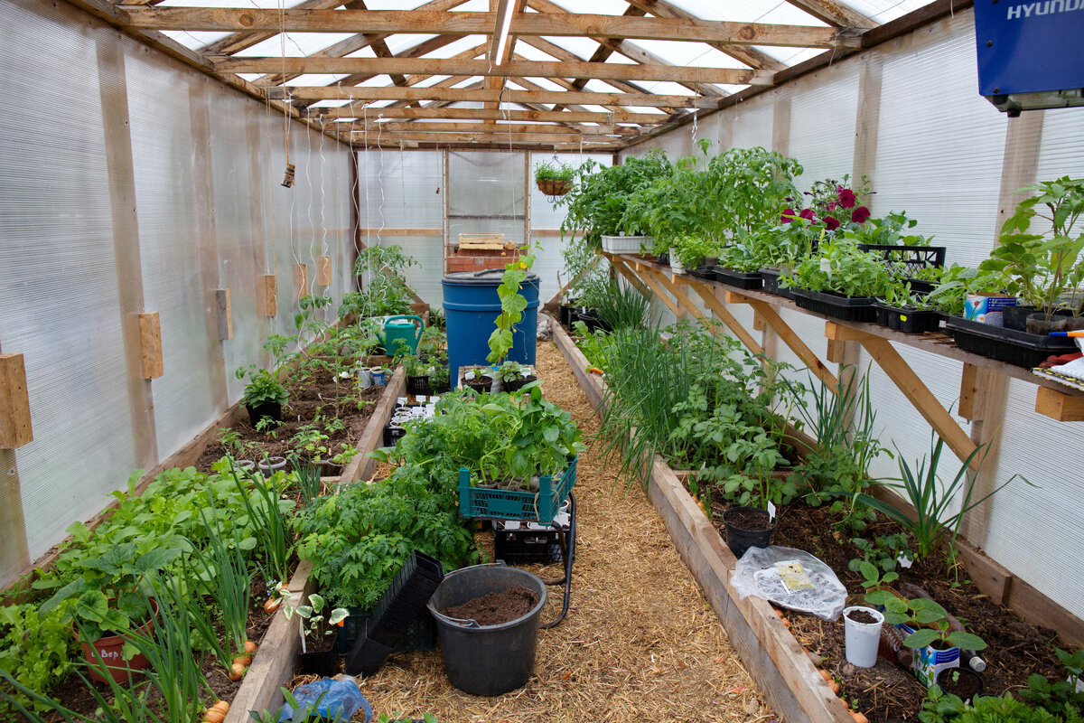 Огородные премудрости  Специфика выращивания овощей и огородных культур в нашем районе (Владимирская обл. Климатическая зона - рискованного земледелия).