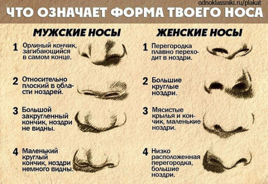 Физиогномика Форма носа | Наталья Трубецкая | Дзен
