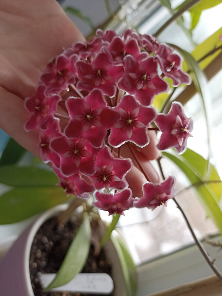 Хойя Pubicalyx silver pink