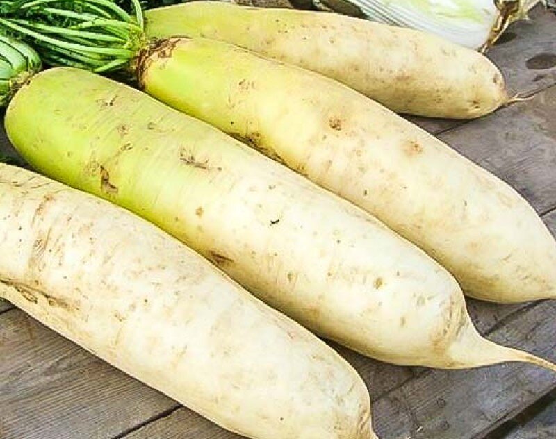 Овощные растения. Сорт какого овоща. Сорт какого овоща. Морковь кампо. Морковь цветная сорта.