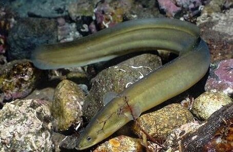 Угри попадаются на достаточно большое количество насадок животного и растительного происхождения. Так, к примеру, в весеннее и летнее время можно попробовать ловить на красных червей, а осенью угорь хорошо клюёт на мелкую рыбку. Конечно, более привлекательными для этого хищника являются именно живые рыбки, но если таковы отсутствуют, можно использовать в качестве наживки и мертвых пескарей, мелких вьюнов, миног, корюшек.