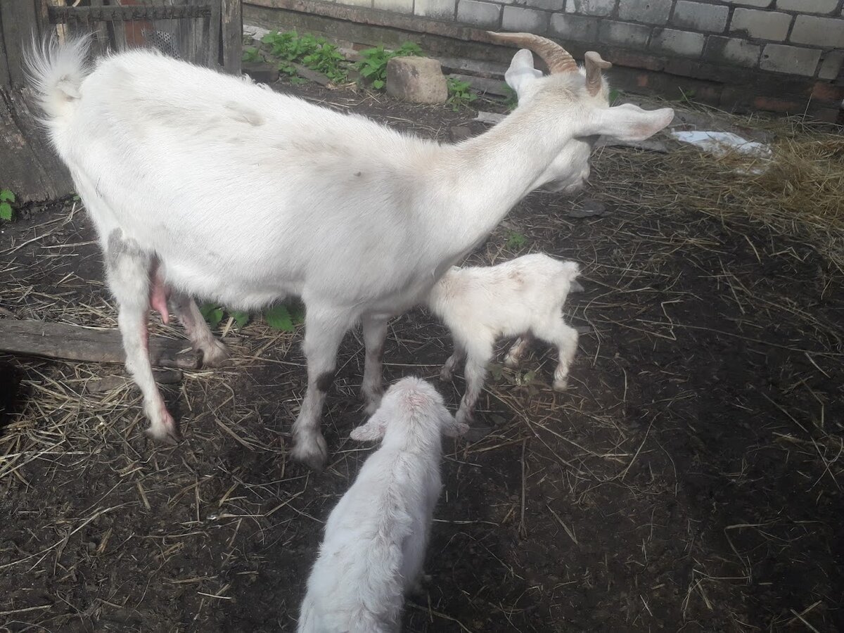 Счастливое семейство минут через 20 после прибавления