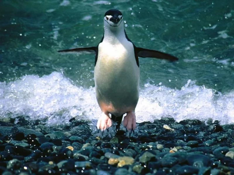 Смелый пингвин - Linux