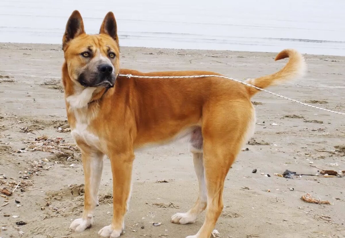 Гроза динго (Фото: https://vk.com/video-200799975_456239037)