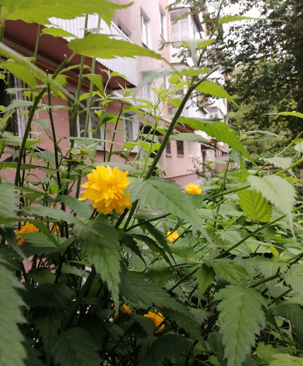 Керрия. #новочеркасск #ростовскаяобласть. Фото автора. 
