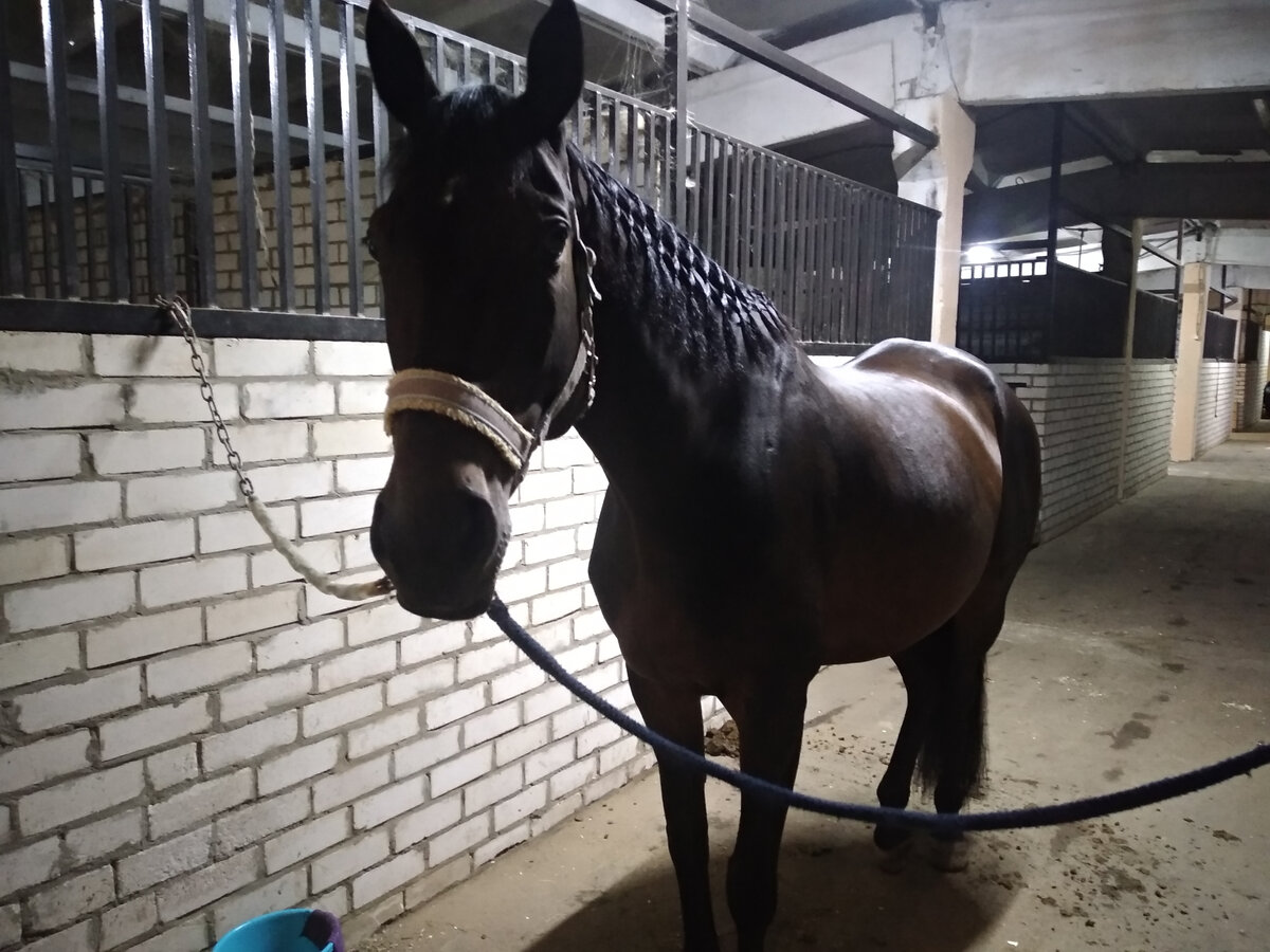 Приученная лошадь спокойно стоит на развязках. Корпус расположен примерно параллельно стенкам прохода и перпендикулярно самим развязкам, которые слегка свободно свисают. Как бы естественно это ни выглядело, лошадей необходимо к этому приучать. Фото из личного архива.