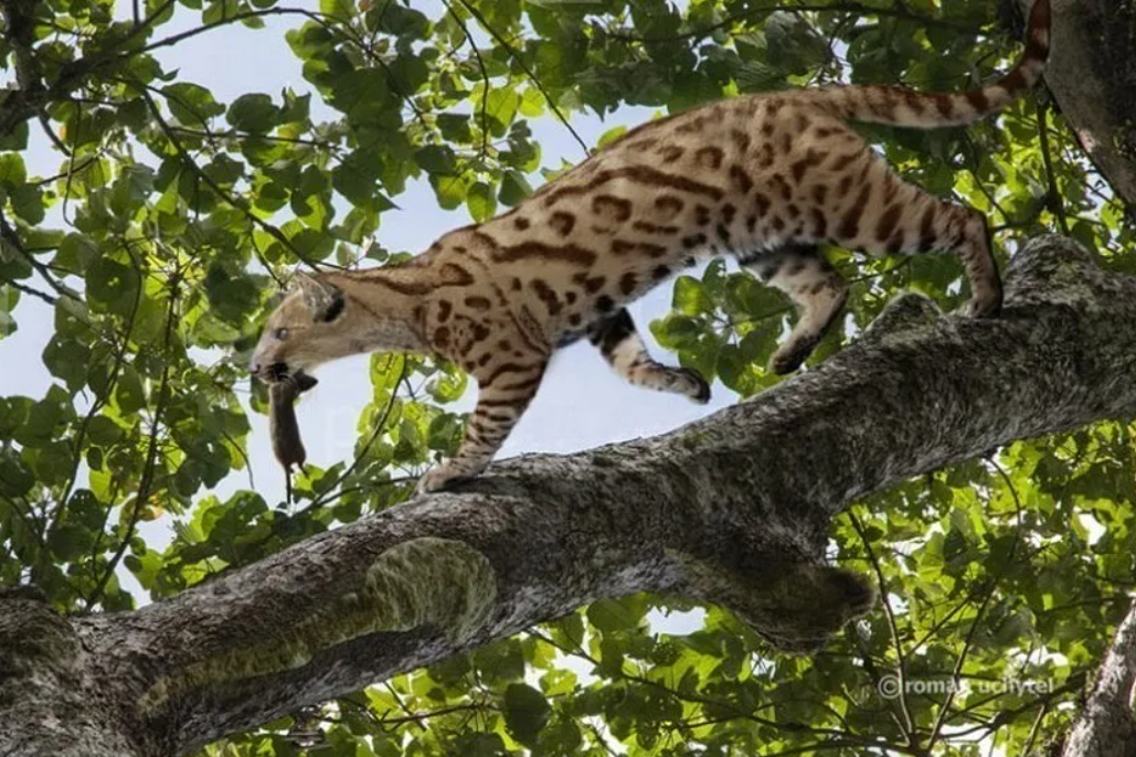 Кошка 1 часть. Proailurus lemanensis. Проаилурус кошка. Миациды. Предки кошачьих.