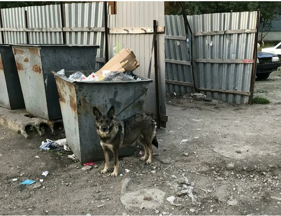 Привязали к помойке