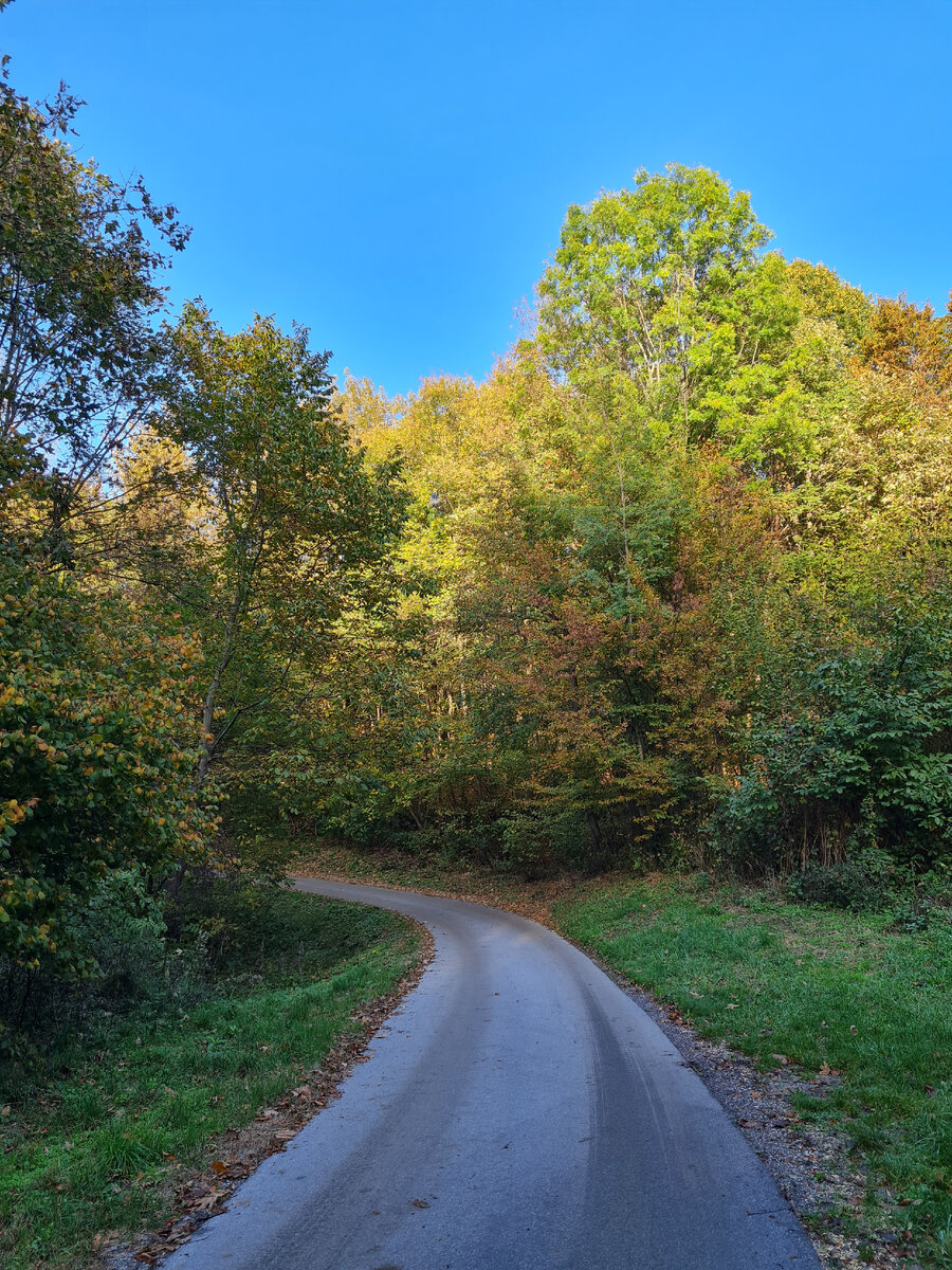 Дорога в лесу