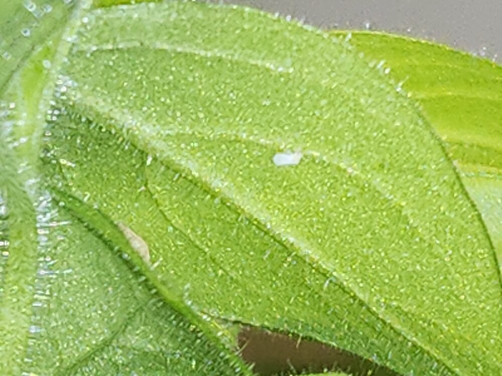 Белокрылка