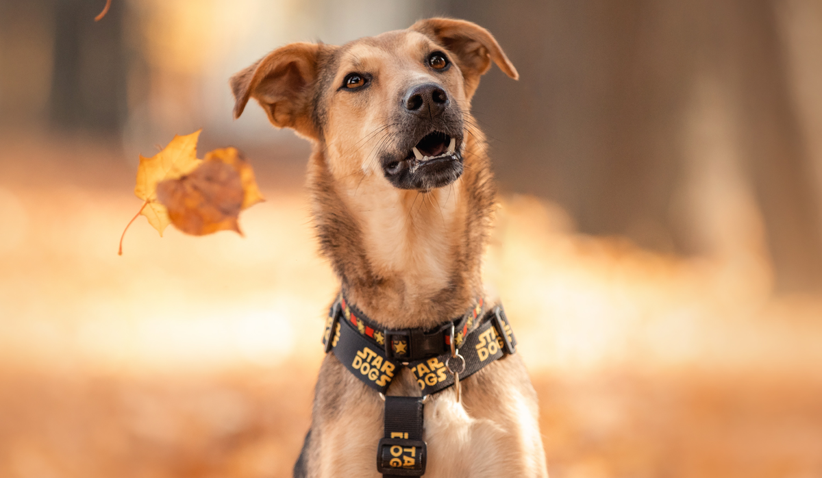 Фанта, ищет дом