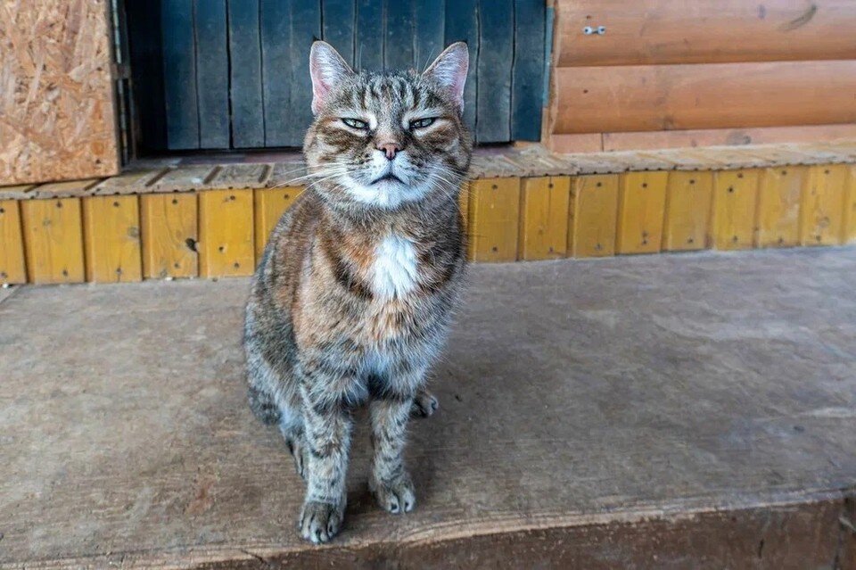     Две знакомые подрались из-за дворового кота. Михаил ФРОЛОВ