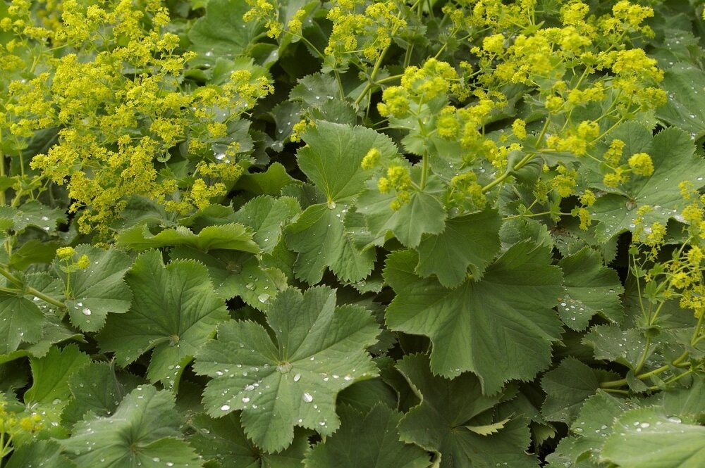 Манжетка Alchemilla erythropoda