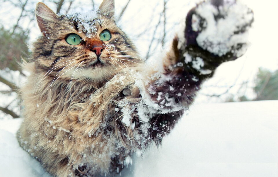 Коты и кошки легче переносят низкие температуры, нежели собаки, но даже у них есть температурный предел