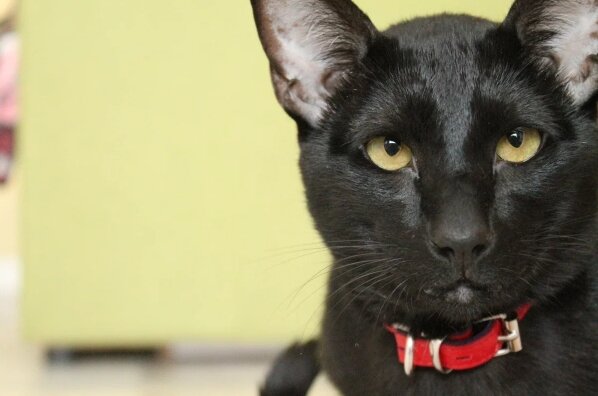 Наш орик Федор