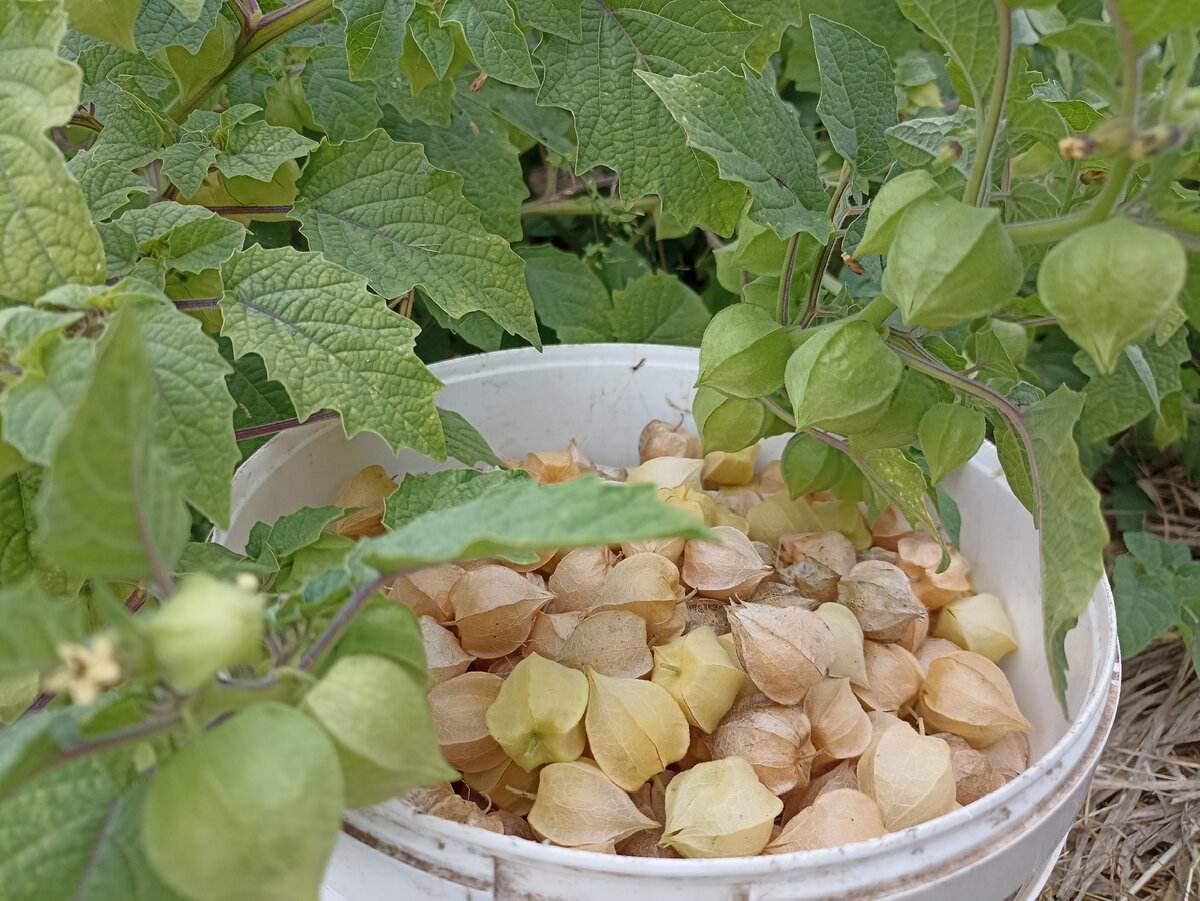 Физалис Ананасовый. Фото автора