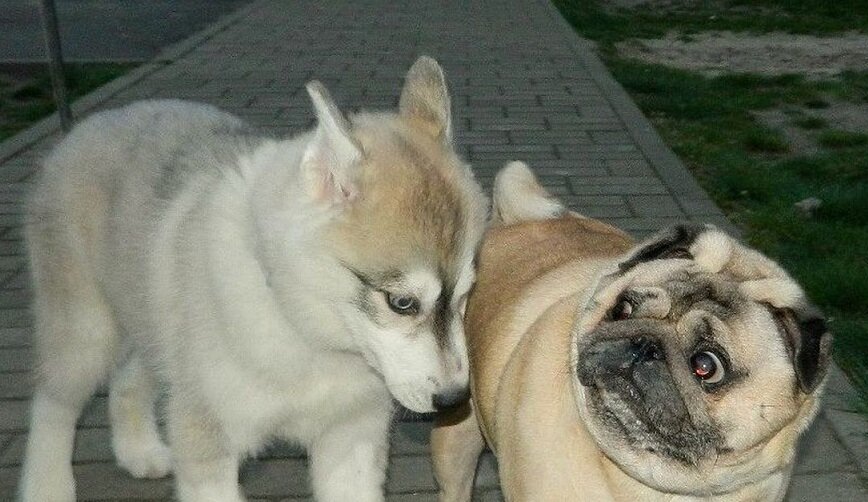 -С соседями надо дружить!