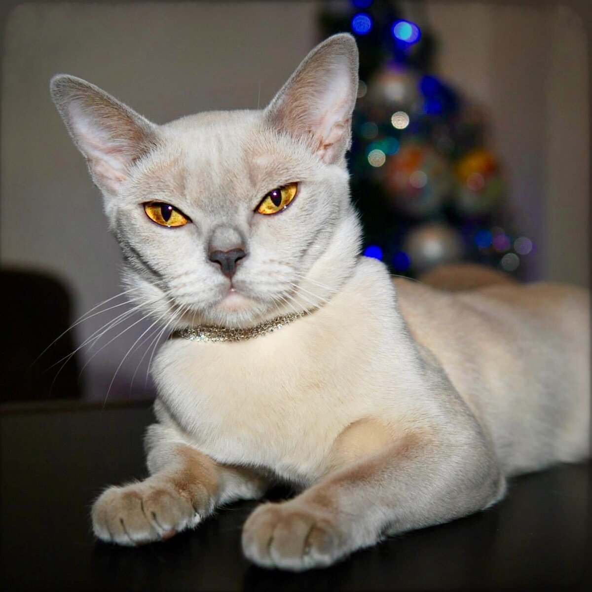 NW, SC SABOKAH PANDORA, DVM & DSM - европейская бурманская кошка в лиловом окрасе, питомник Jasper Burmese