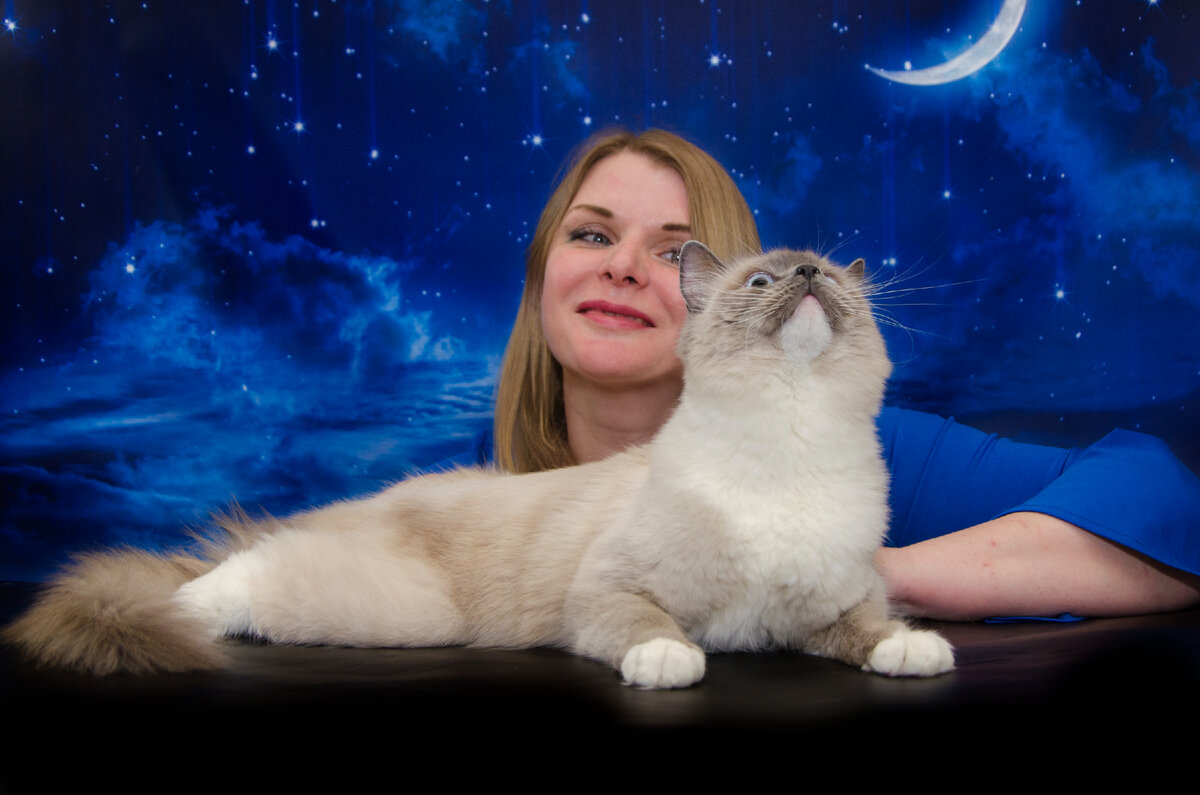 Моя любимица Саманта Xamanta Azrag Bey,   рэгдолл окраса блю миттед 