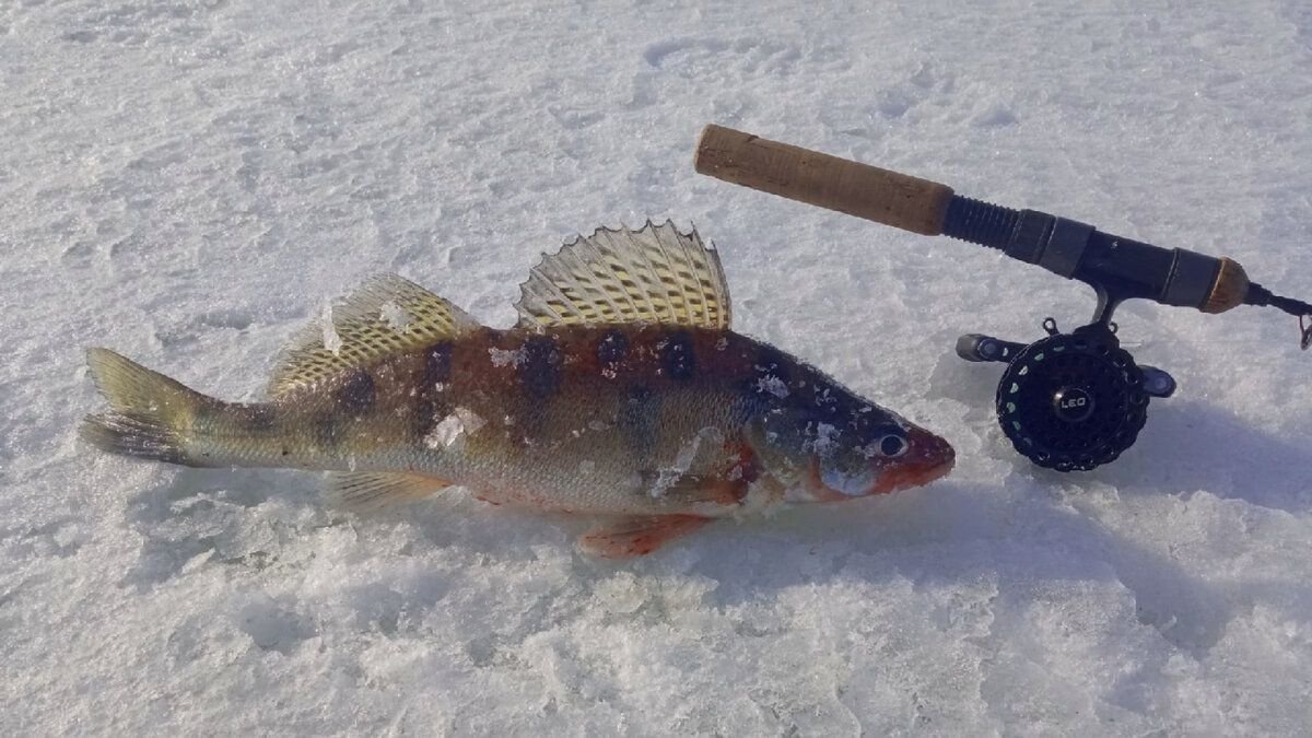 Вот так я сталкиваюсь с такими баршами. Мне иногда нравится вкус больше, чем у щуки.