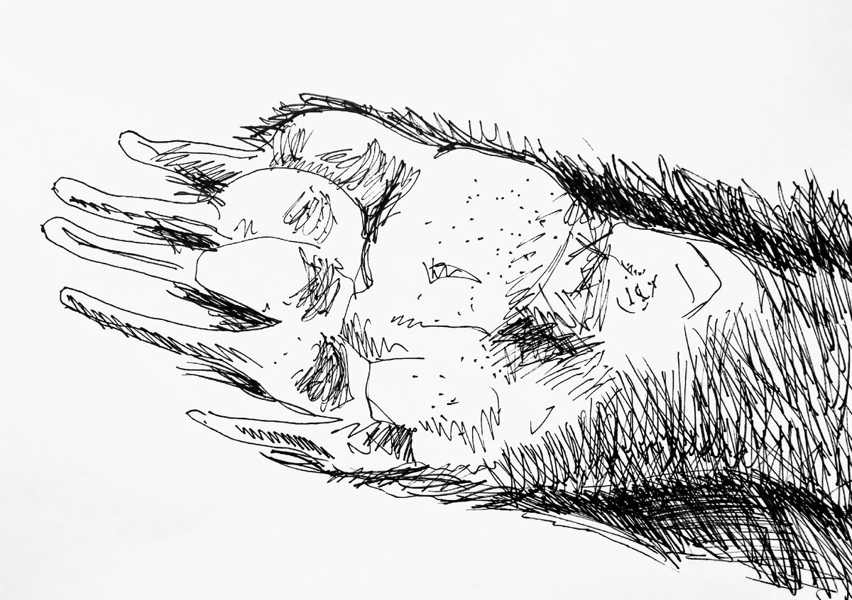 Барсучья нора схема