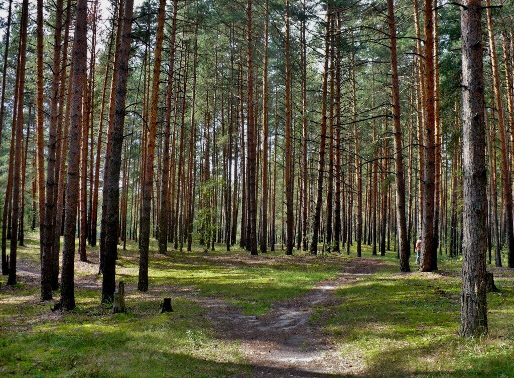 Сосновый бор