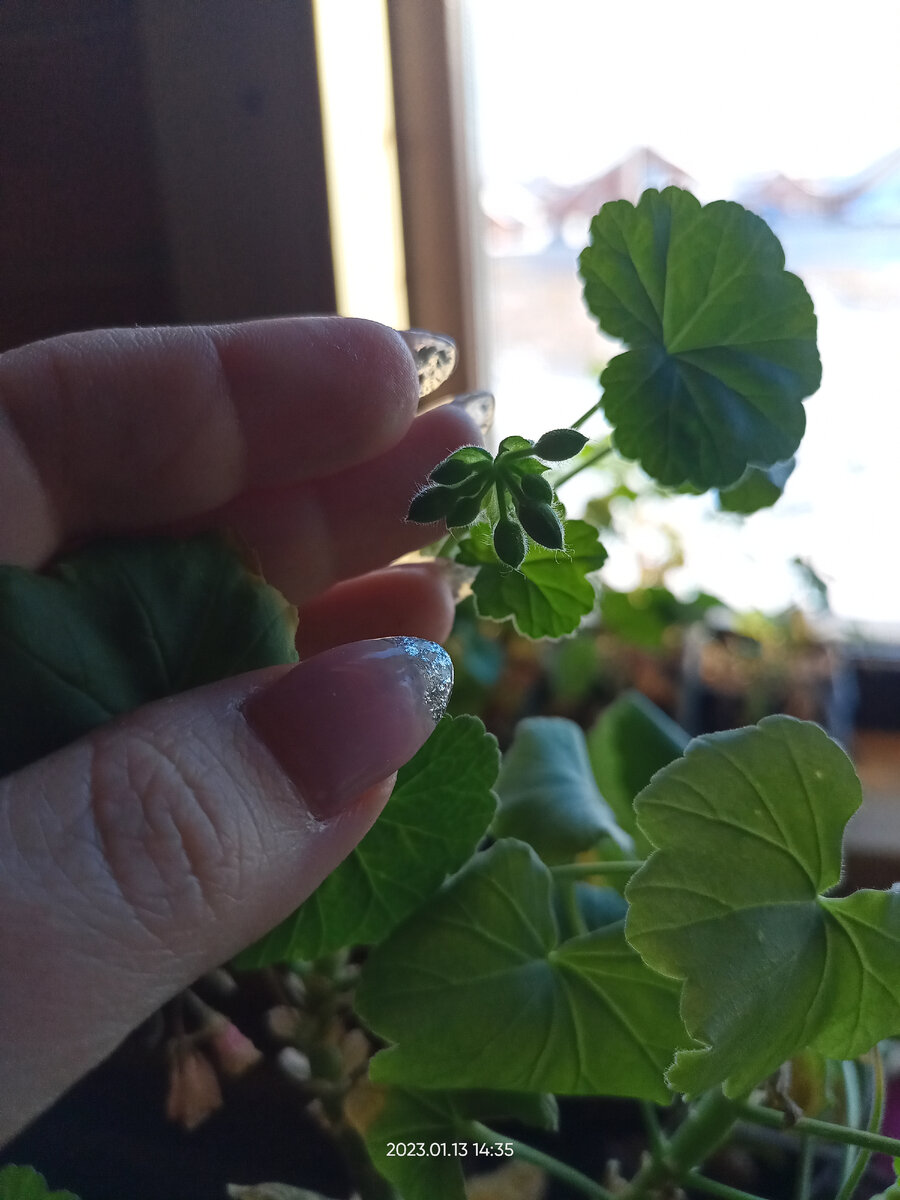 Зональная пеларгония