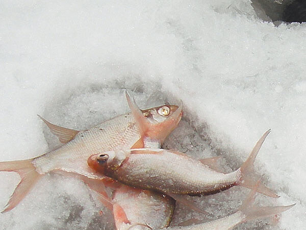     Фото: Маилкова Анатолия.