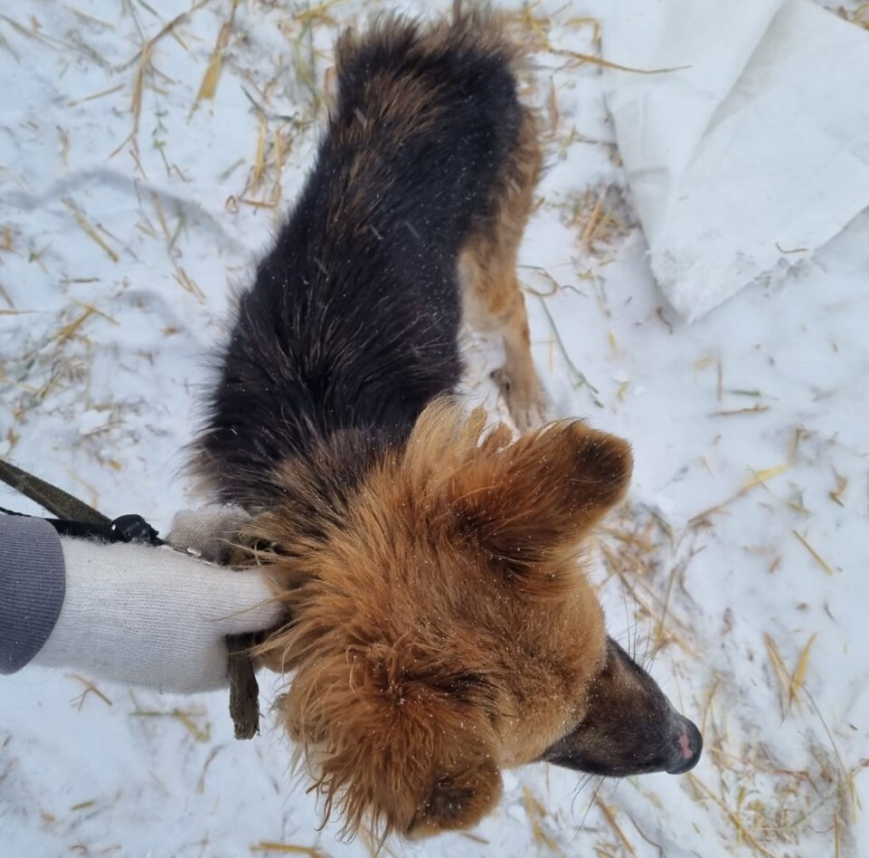 Бывшие хозяева видимо совсем не заботились о питомице