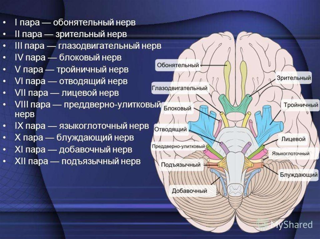 Поражение черепно мозговых нервов и их ядер дают картину