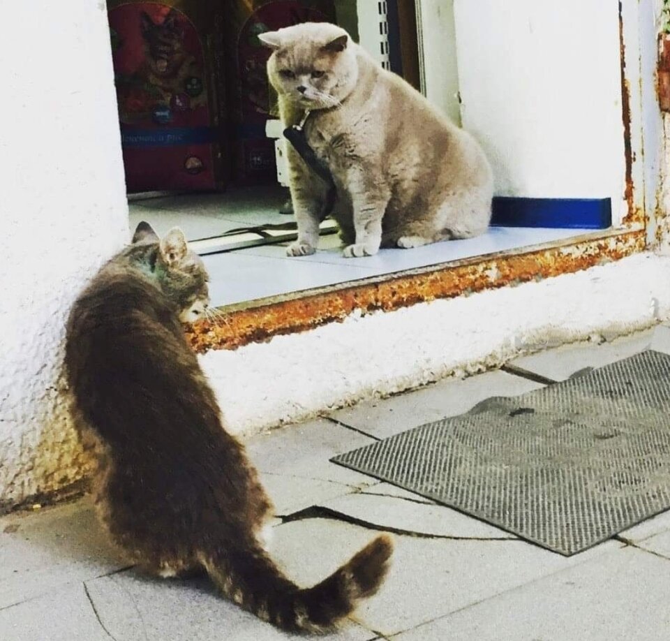 Чужой не проскочит