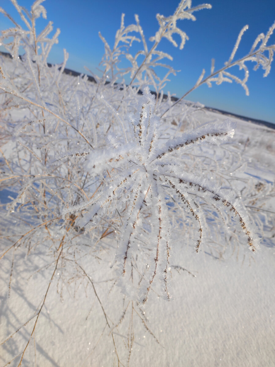 Снежный паук